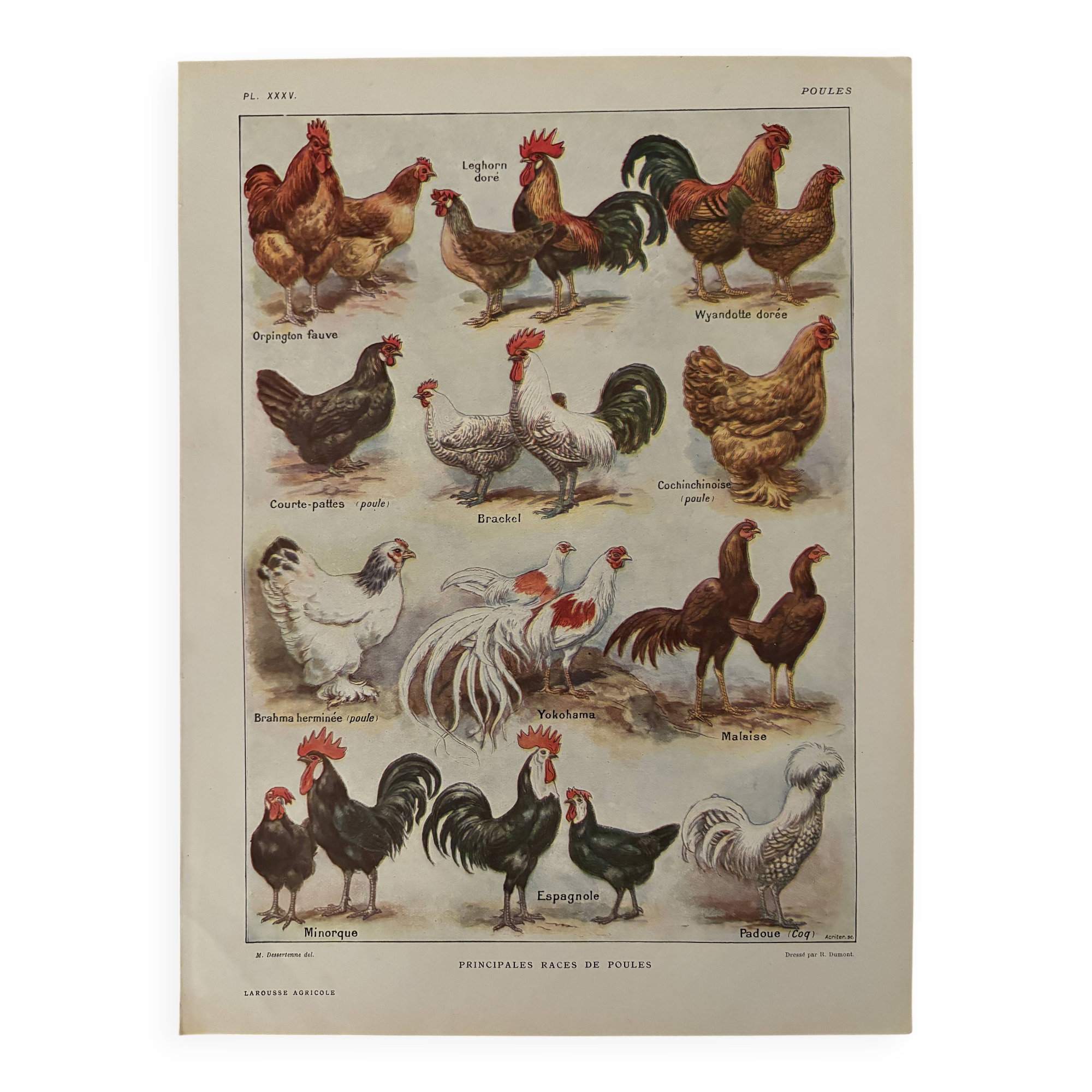 Antique illustrated plate depicting hens - 1920