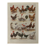 Antique illustrated plate depicting hens - 1920