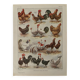 Antique illustrated plate depicting hens - 1920