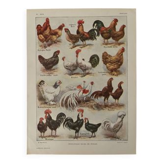 Ancienne planche illustrée sur les poules - 1920