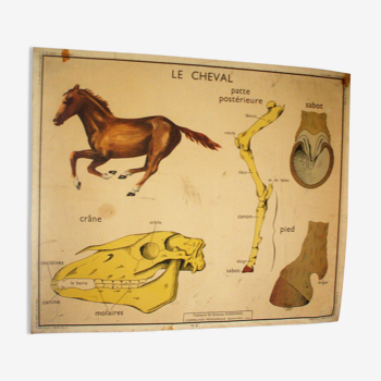 Affiche scolaire Rossignol le lapin et le cheval 90x75cm