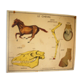 School poster Nightingale the rabbit and horse 90x75cm