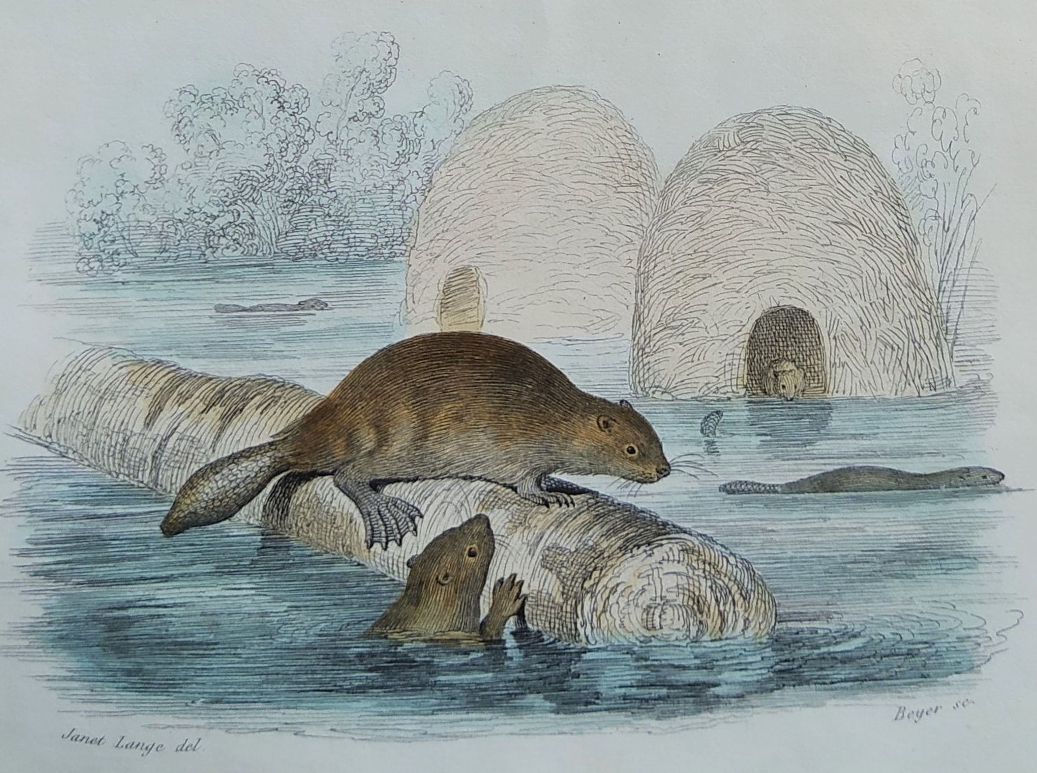 Planche zoologique originale " ours blanc & castor " - buffon 1840