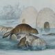 Planche zoologique originale " ours blanc & castor " - buffon 1840