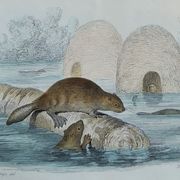 Planche zoologique originale " ours blanc & castor " - buffon 1840
