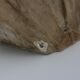 Bust in flat woman renaissance late 19th hair drapes