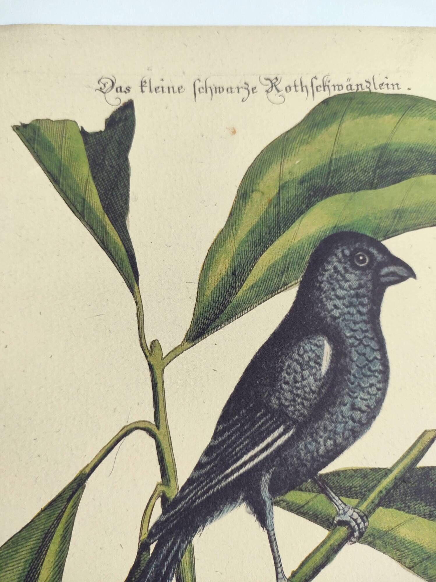 Antique bird engraving - Little Black Redstart - Zoological plate by Seligmann & Catesby