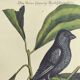 Antique bird engraving - Little Black Redstart - Zoological plate by Seligmann & Catesby