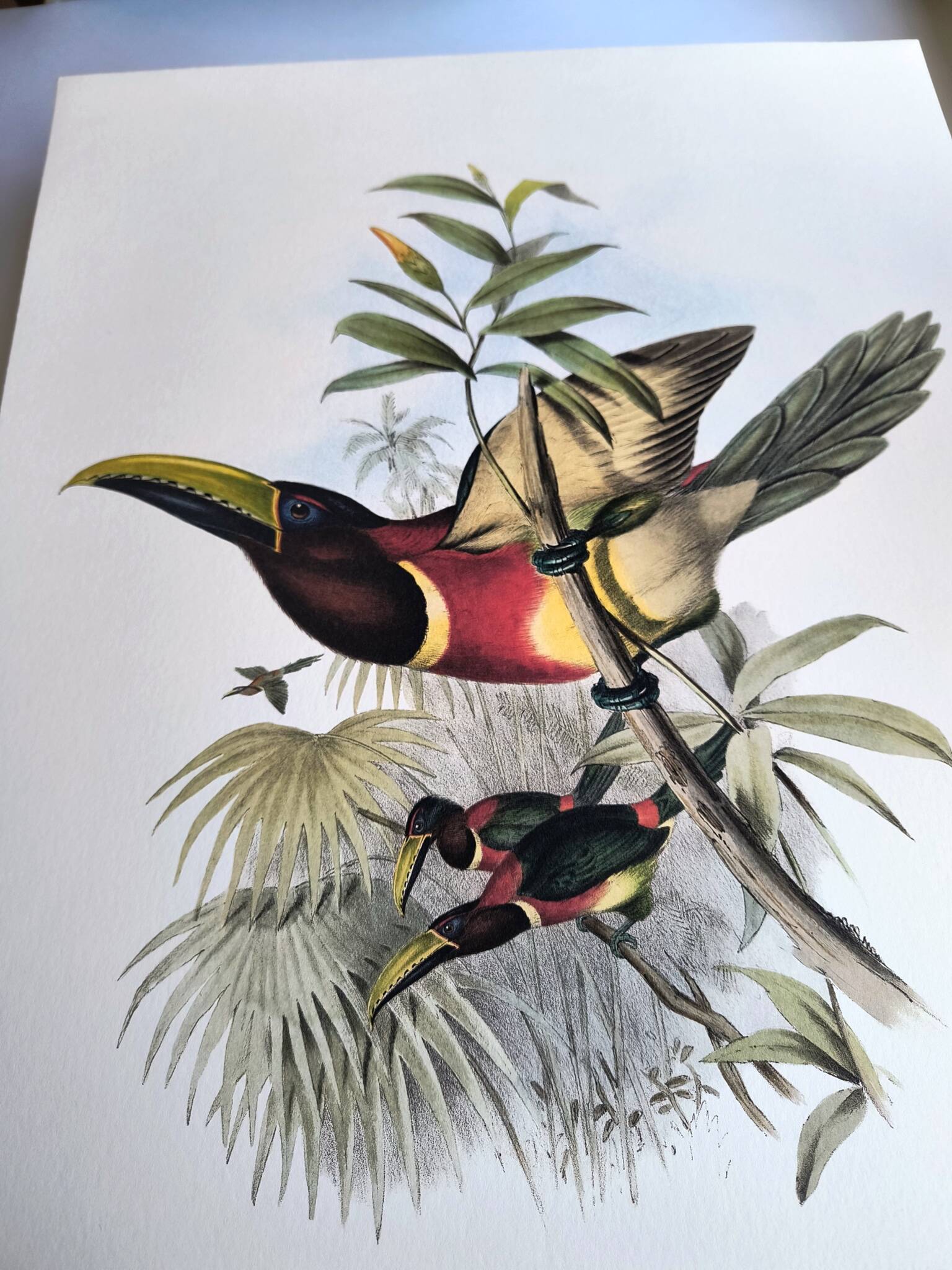 Vintage illustration. J. Gould's Double-collared Araçari – toucan birds