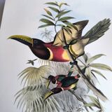 Vintage illustration. J. Gould's Double-collared Araçari – toucan birds