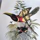 Vintage illustration. J. Gould's Double-collared Araçari – toucan birds