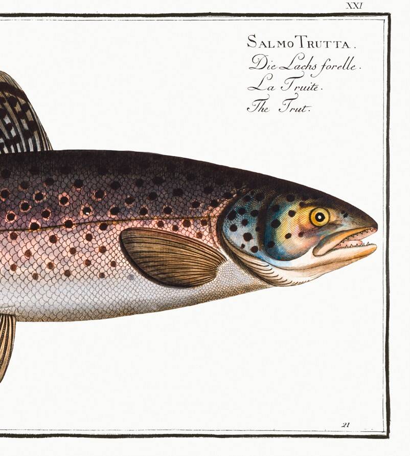 Poster about trout, based on an old engraving from 1746.
