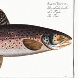 Poster about trout, based on an old engraving from 1746.