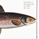 Poster about trout, based on an old engraving from 1746.