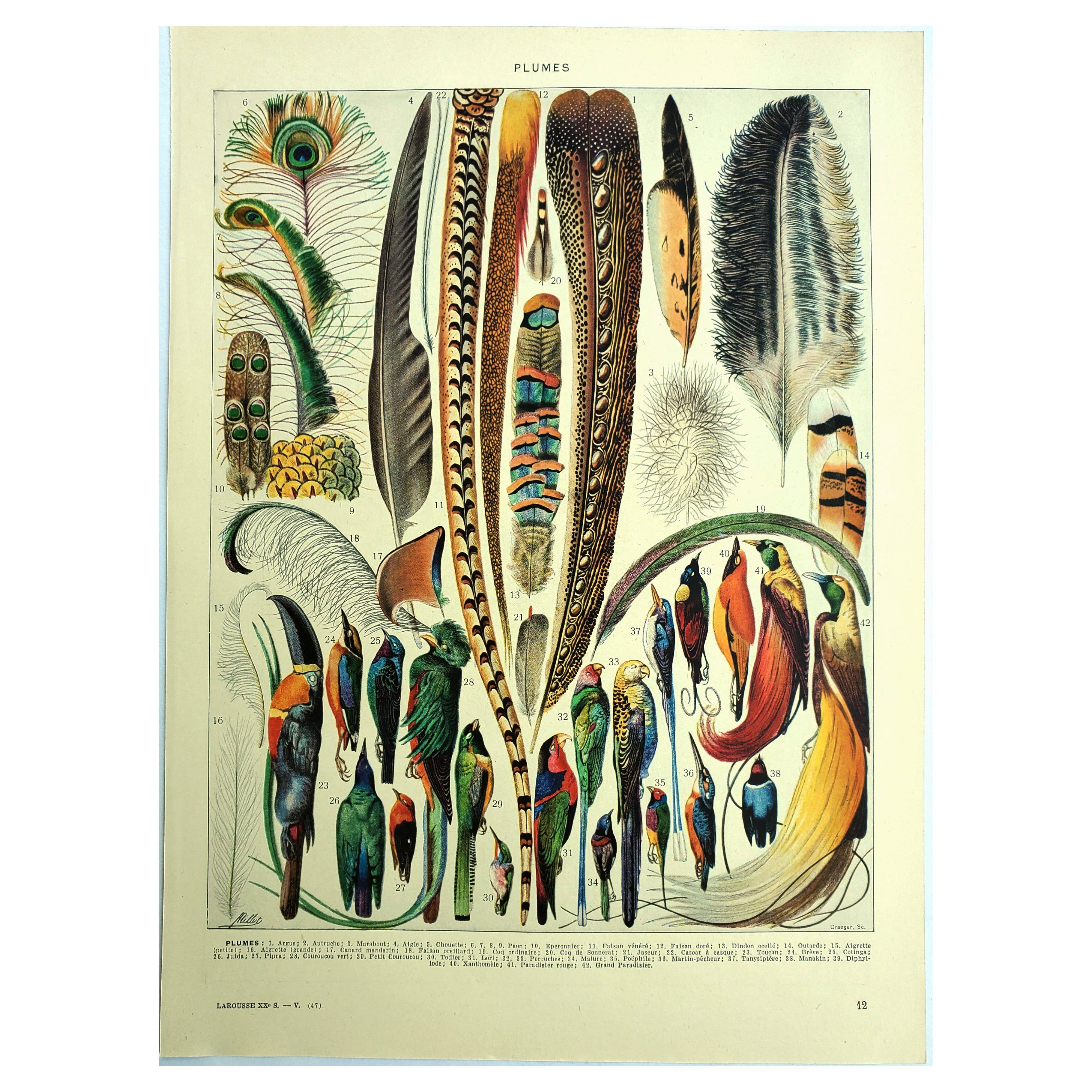 Antique lithograph 1928 A. Millot - Feathers, birds, wings, bird of paradise