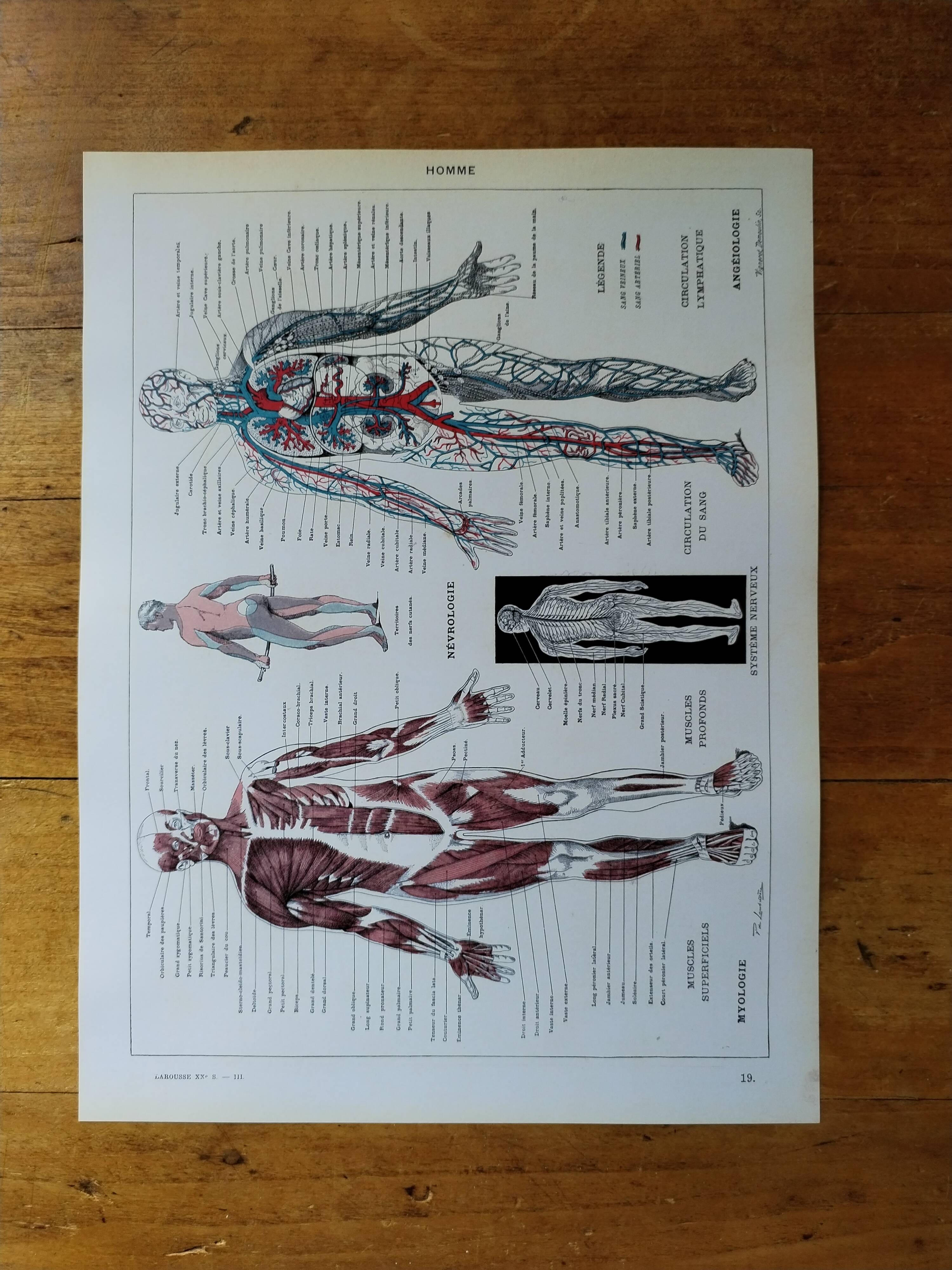 Original lithograph on Man