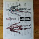 Original lithograph on Man