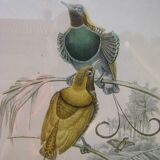 Pair of engravings "with birds"