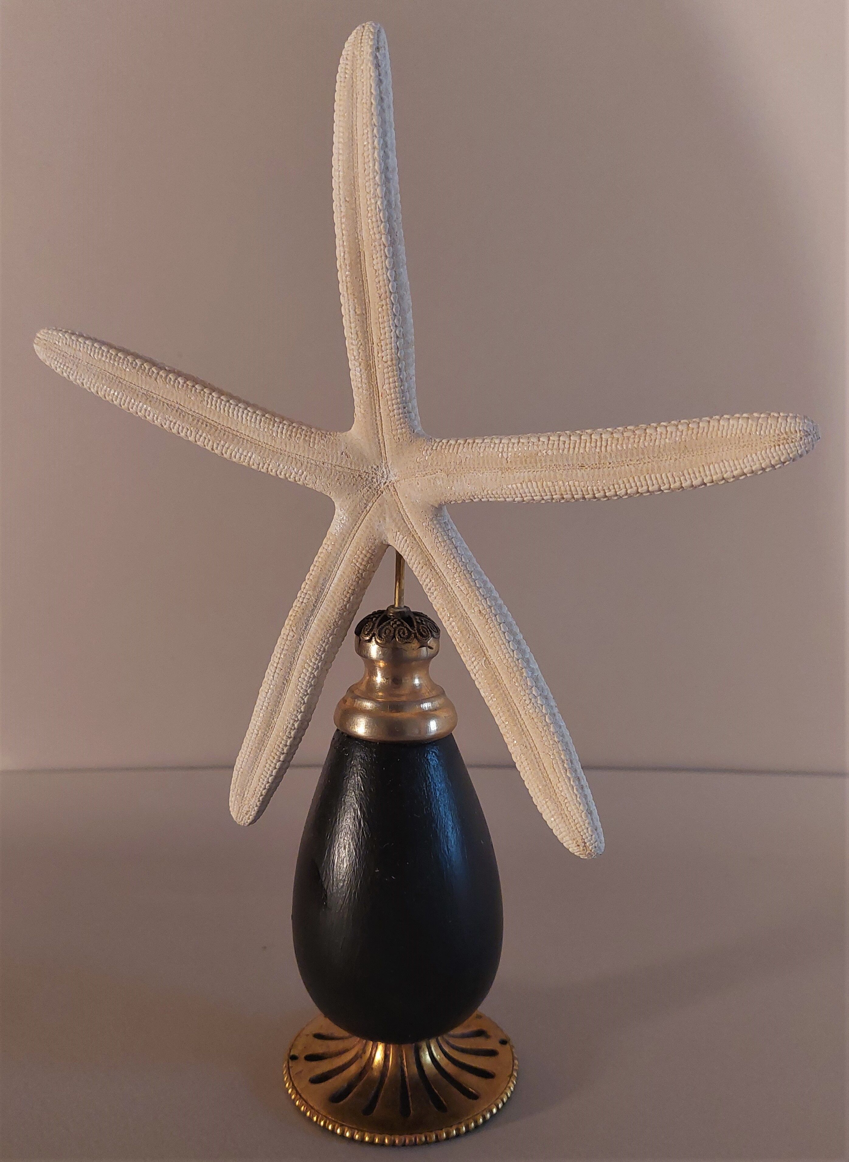 Cabinet of Curiosities white starfish linckia laevigata on base
