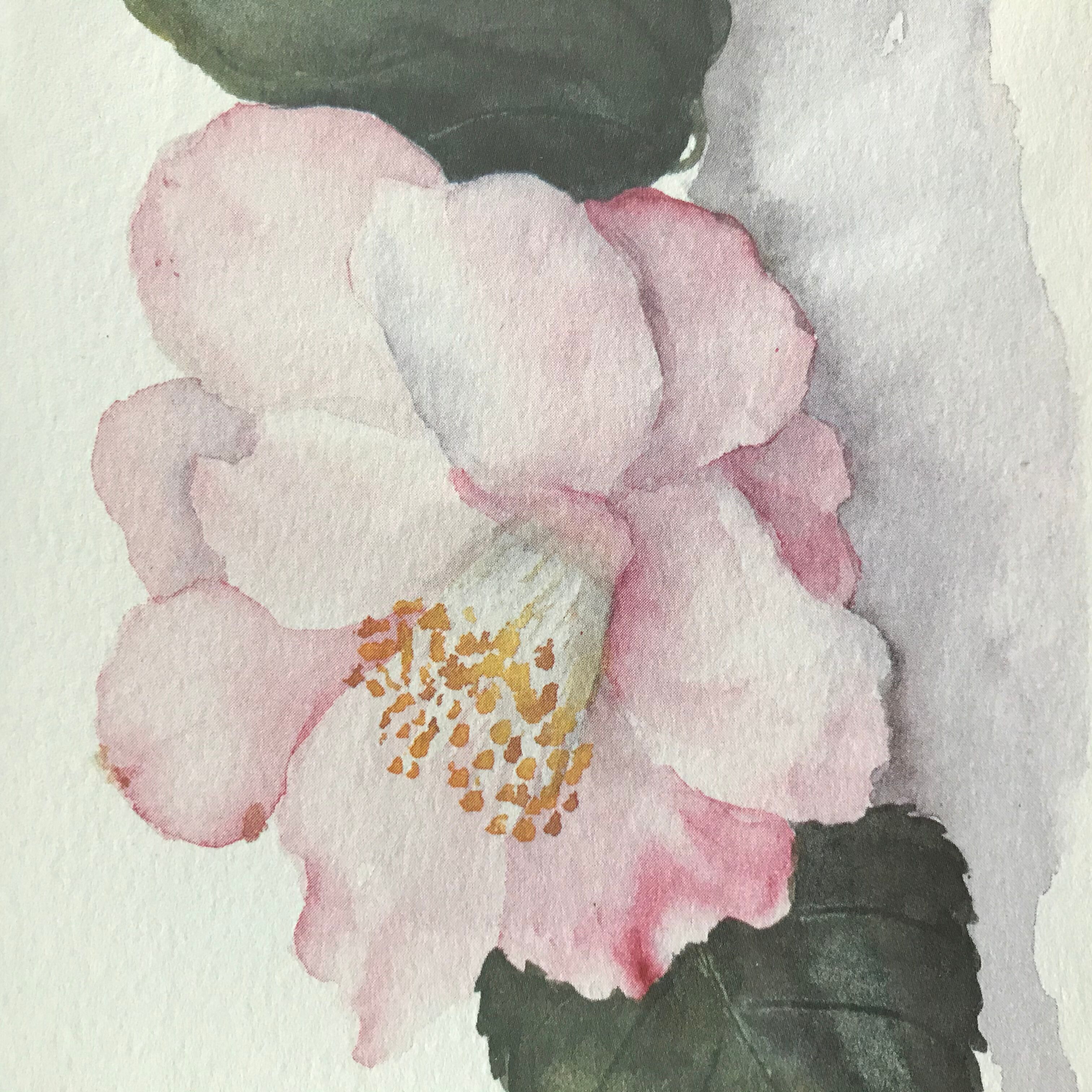 Botanical watercolour signed and framed