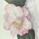 Botanical watercolour signed and framed