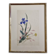 Ancient Japanese watercolour, Iris, Meiji era, around 1900, 33 × 43 cm