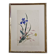 Ancient Japanese watercolour, Iris, Meiji era, around 1900, 33 × 43 cm