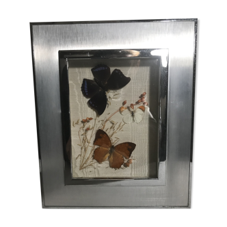 Tableau scène 2 papillons sous verre vintage