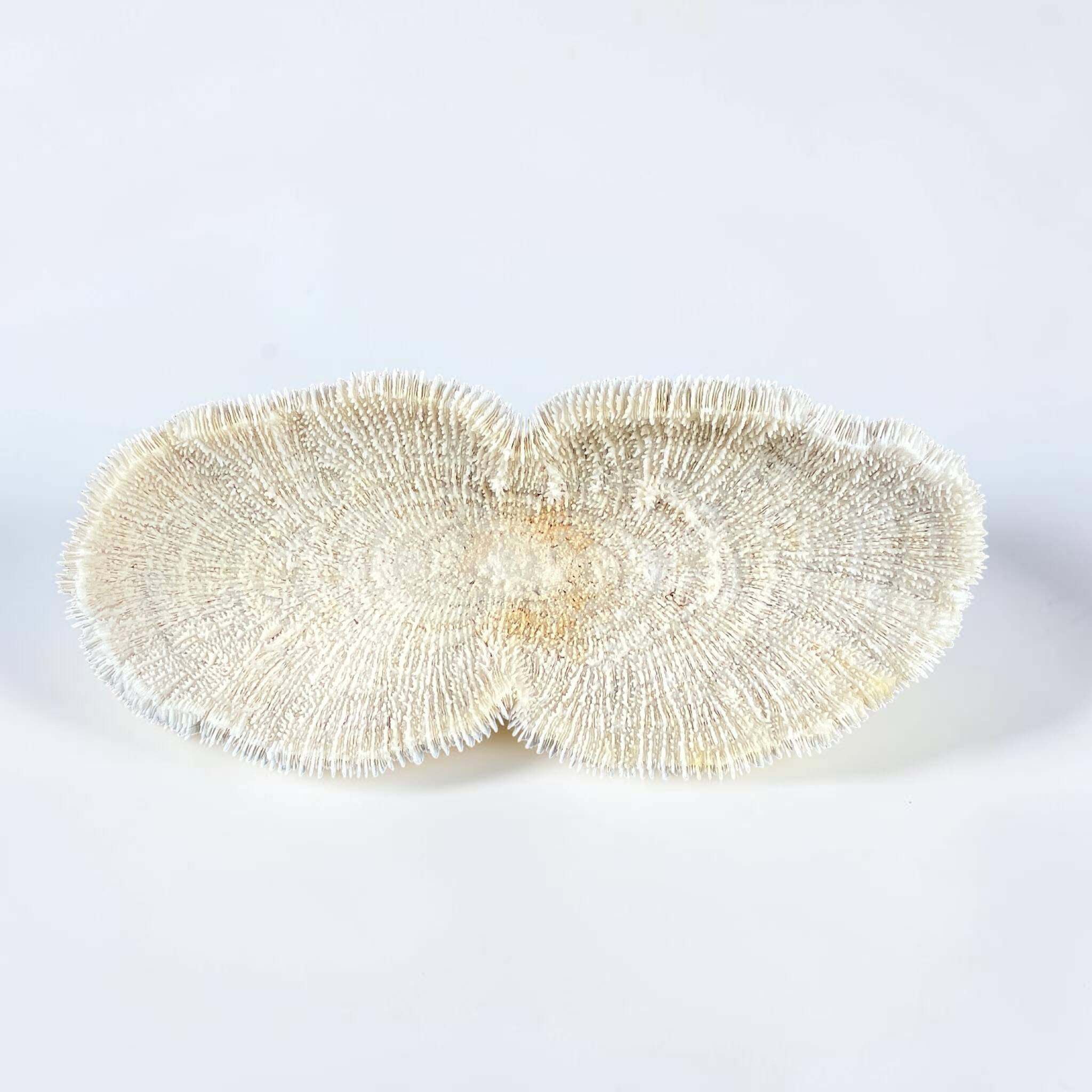 Grand corail blanc ancien à lamelles  coussin de requin 31 cm