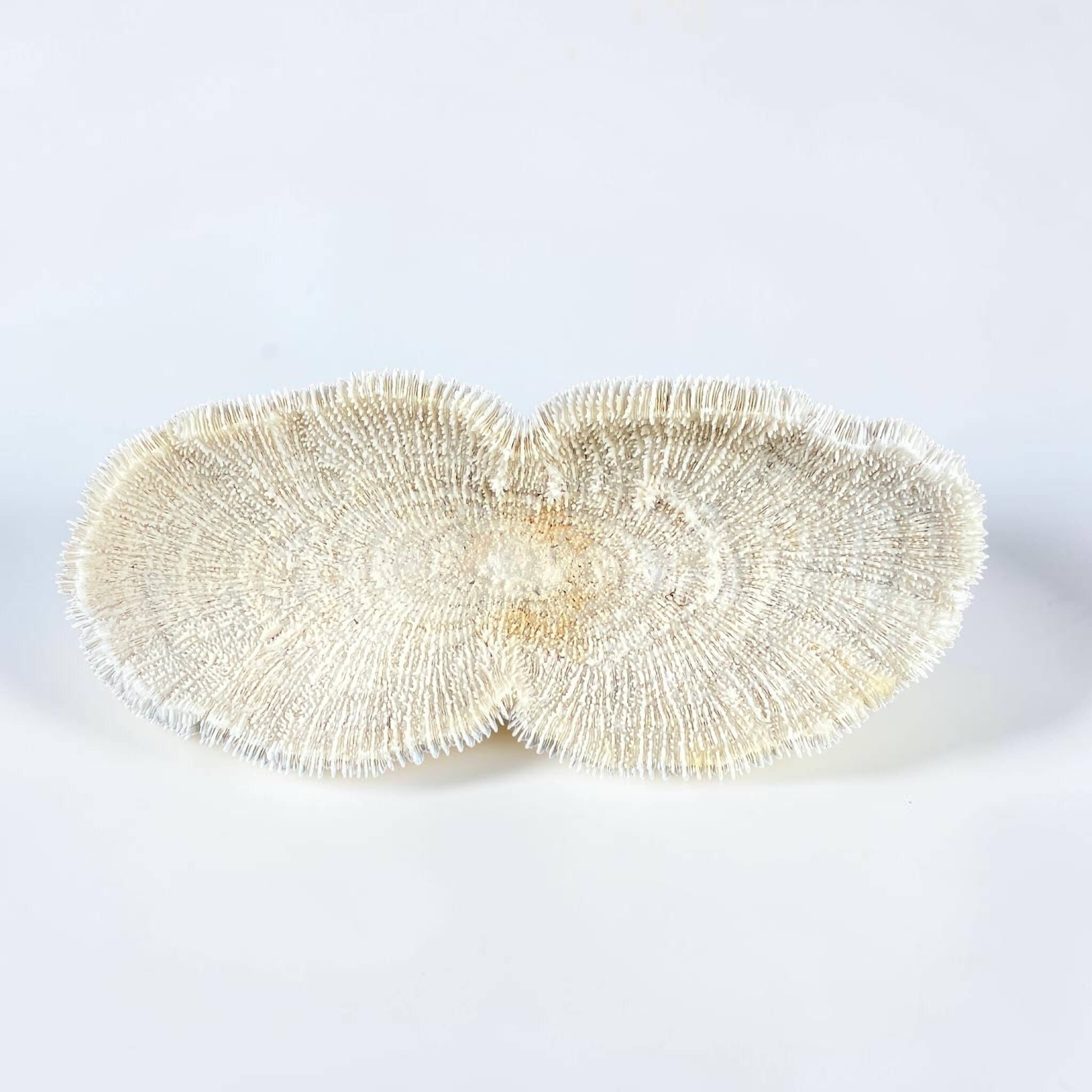 Large ancient white coral with lamellae, shark cushion 31 cm