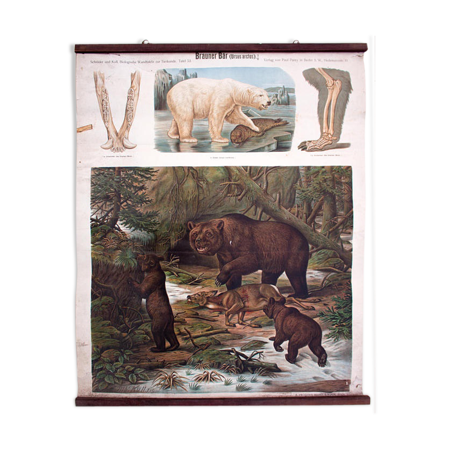 Affiche "ours brun ours polaire" lithographie par Albert Kull publié par Paul Parey Berlin 1905