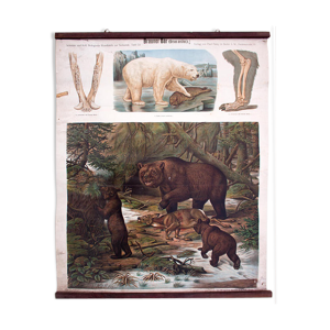 Affiche ours brun ours polaire
