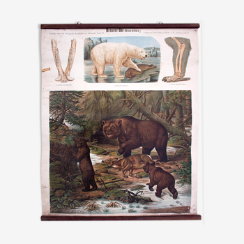 Poster "brown bear polar bear" lithograph by Albert Kull published by Paul Parey Berlin 1905