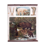 Affiche "ours brun ours polaire" lithographie par Albert Kull publié par Paul Parey Berlin 1905