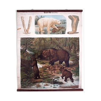 Affiche "ours brun ours polaire" lithographie par Albert Kull publié par Paul Parey Berlin 1905