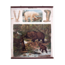 Affiche "ours brun ours polaire" lithographie par Albert Kull publié par Paul Parey Berlin 1905