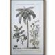 Printed in 1818, coconut tree, walnut and fennel. By Saint-Pierre.