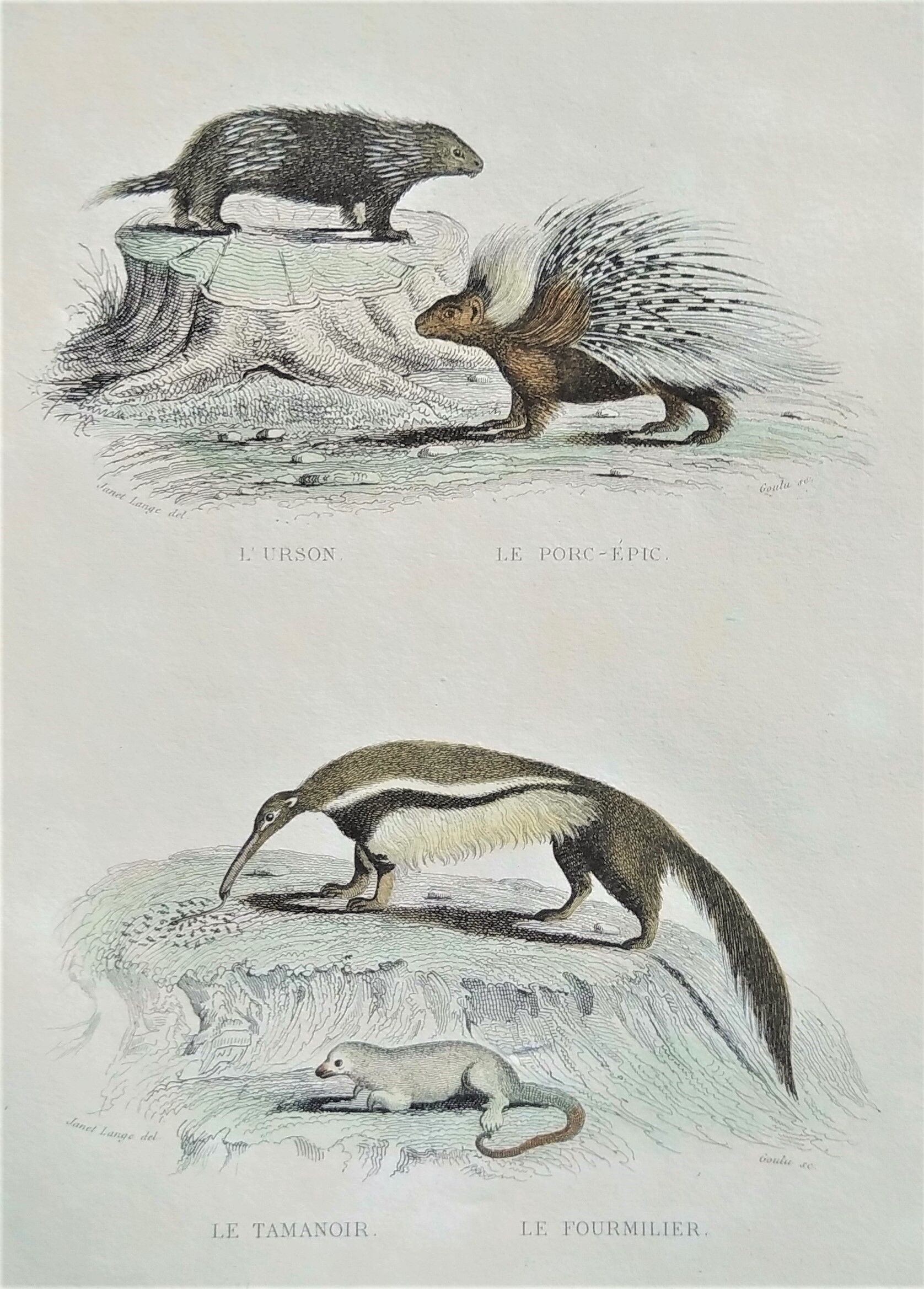 Original zoological plate " urson, porcupine, tamanoir,... - buffon 1840