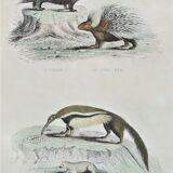 Original zoological plate " urson, porcupine, tamanoir,... - buffon 1840
