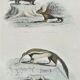 Original zoological plate " urson, porcupine, tamanoir,... - buffon 1840