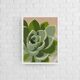 Illustration "Succulent #3" par Noums Atelier