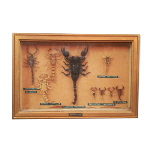 cadre scorpions naturalisés