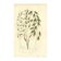 Engraving from 1889 - Wild Oats by A. Pratt - vintage botanical