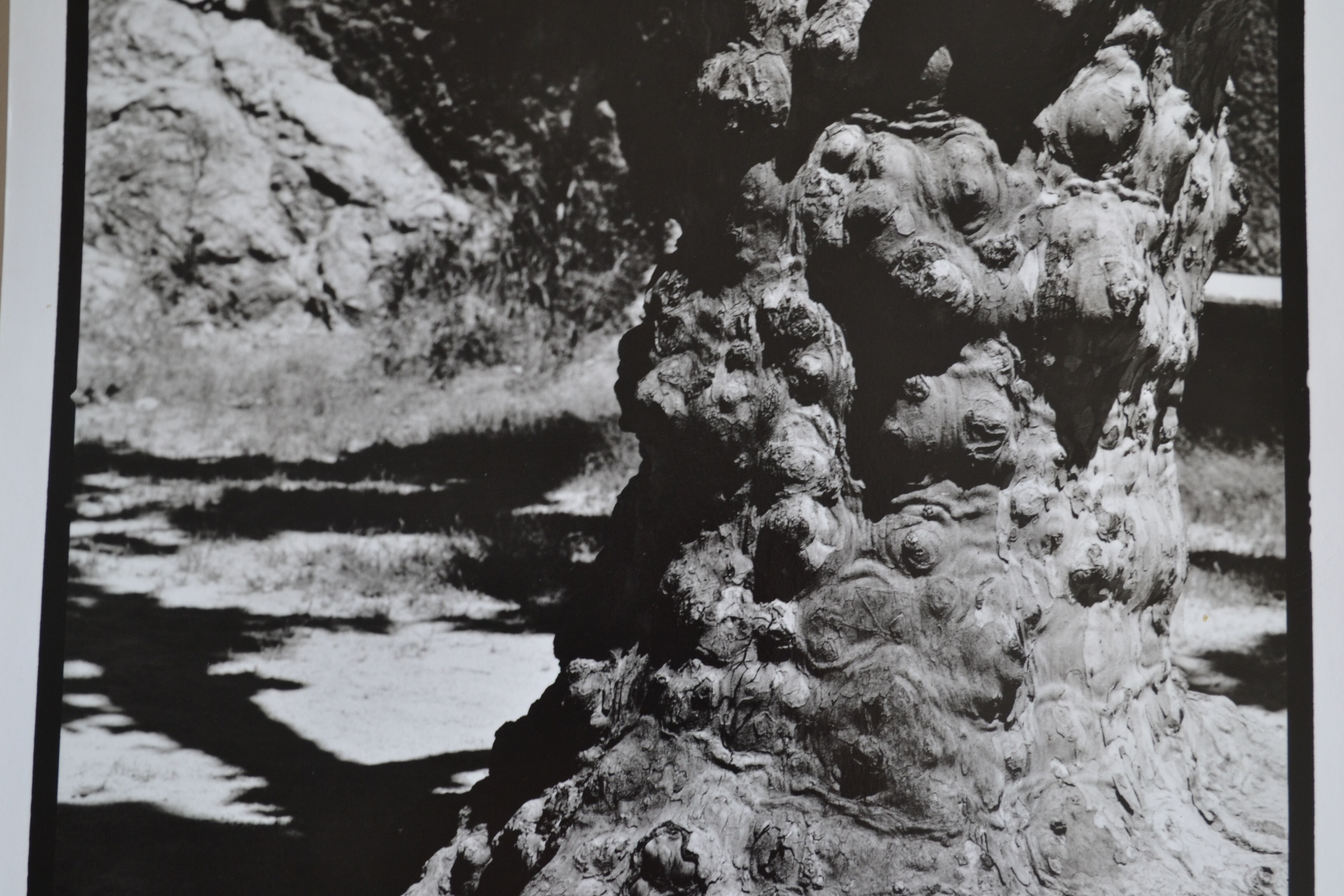 Anonymous silver photo tree circa 1970