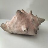 Ancient lambis strombe shell.