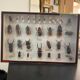 Boîte entomologie vitrine insectes