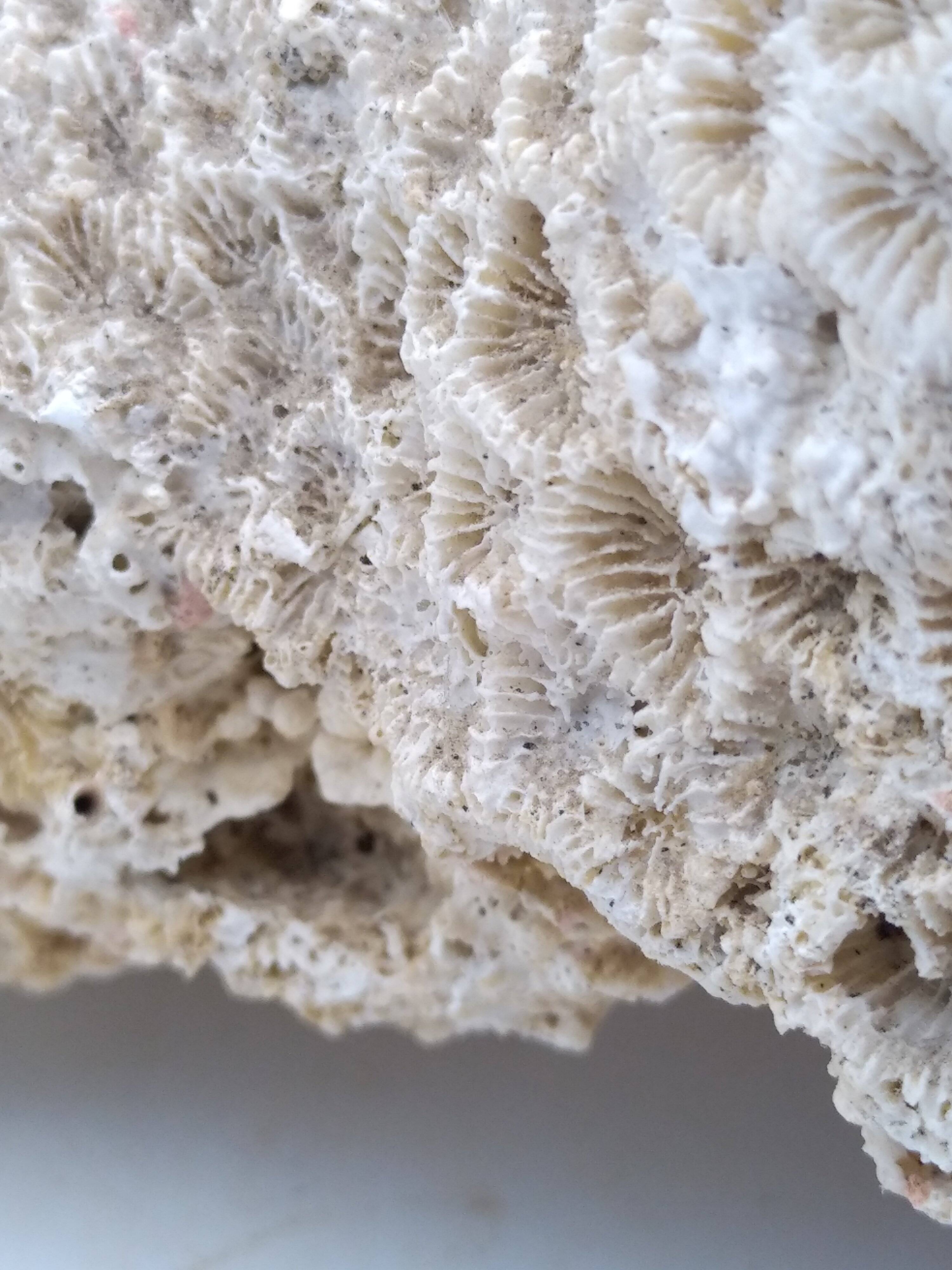 Brain coral. Favite.
