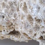 Brain coral. Favite.