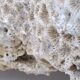 Brain coral. Favite.
