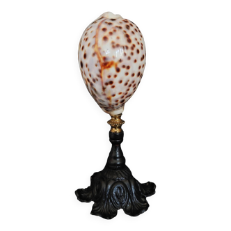 Cabinet of Curiosities cypraea tigris shell on base